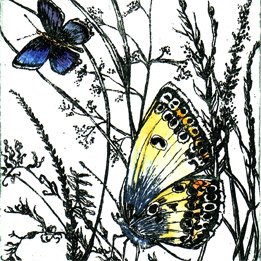 silver-studded blue butterfly